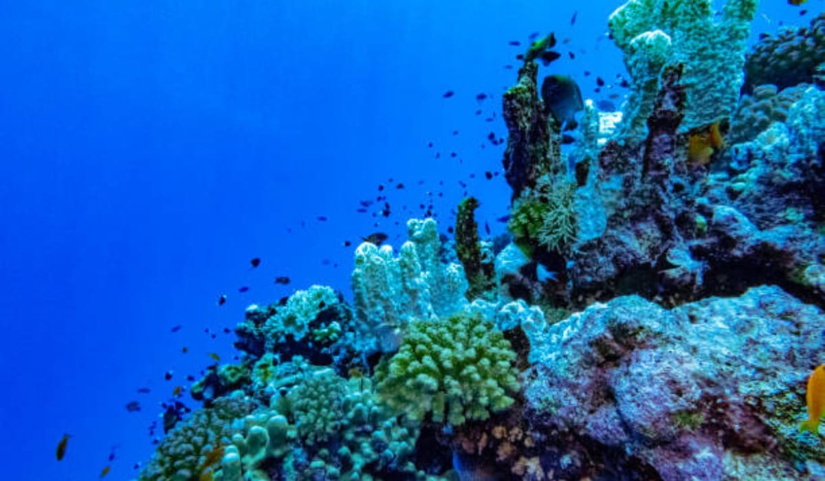 Best Diving Spots in Saudi Arabia's Red Sea