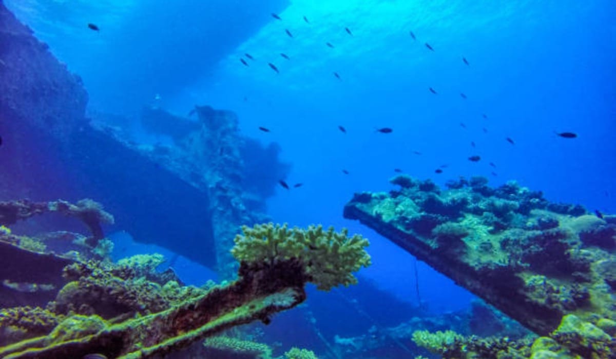 Best Diving Spots in Saudi Arabia's Red Sea