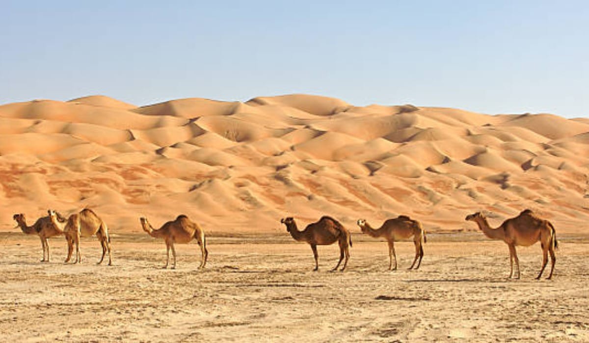 Saudi Arabia Road Trips