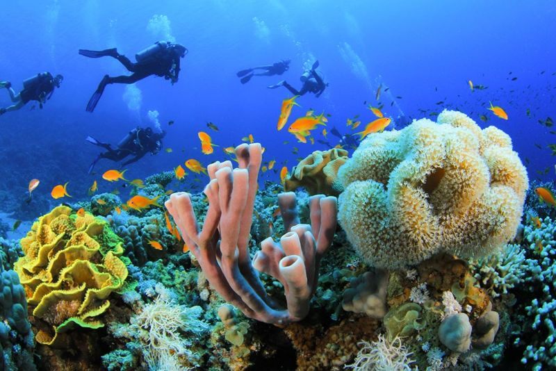 Best Diving Spots in Saudi Arabia's Red Sea