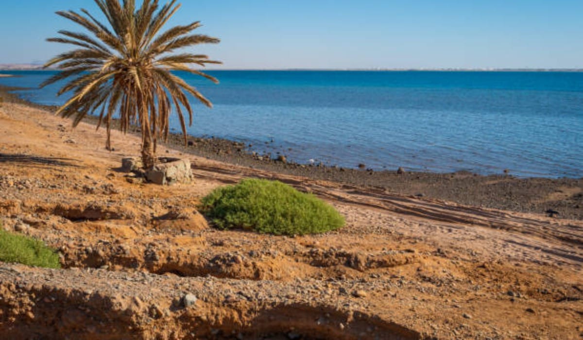 Palm tree on the rocky shoreline at Khraibeh Beach on the Red Sea coast of Neom