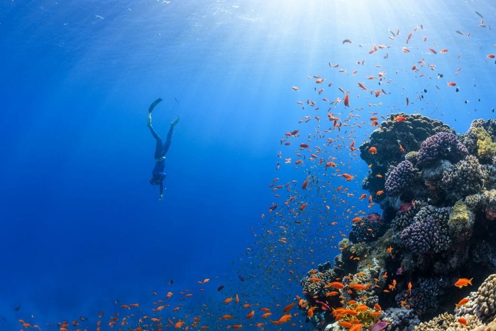 a person swimming over a coral reef with lots of fish in the sea in Saudi Arabia