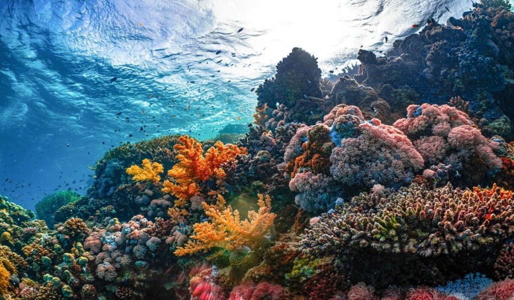 Red Sea Saudi Arabia luxury